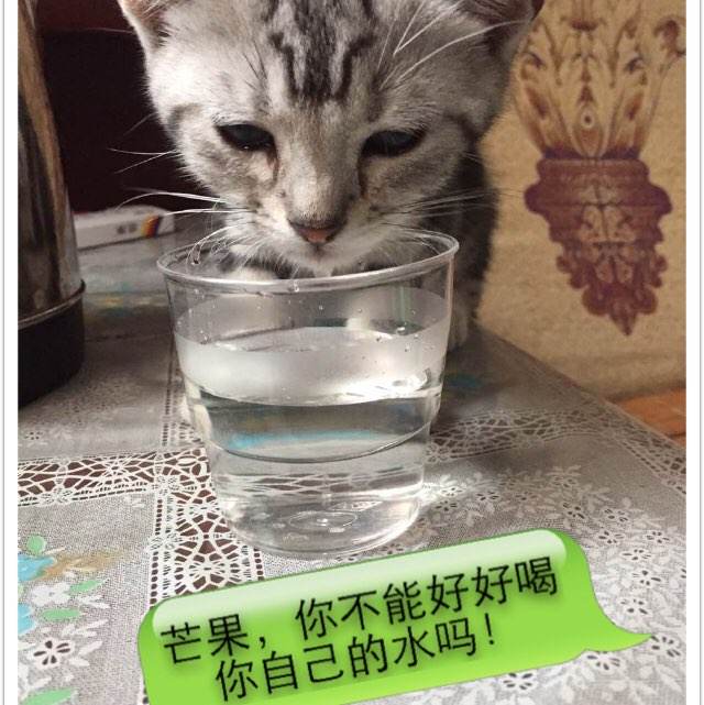做假田纳西州驾驶执照
